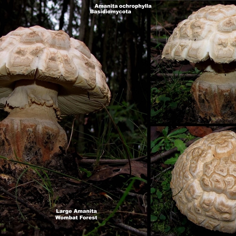 Amanita ochrophylla group