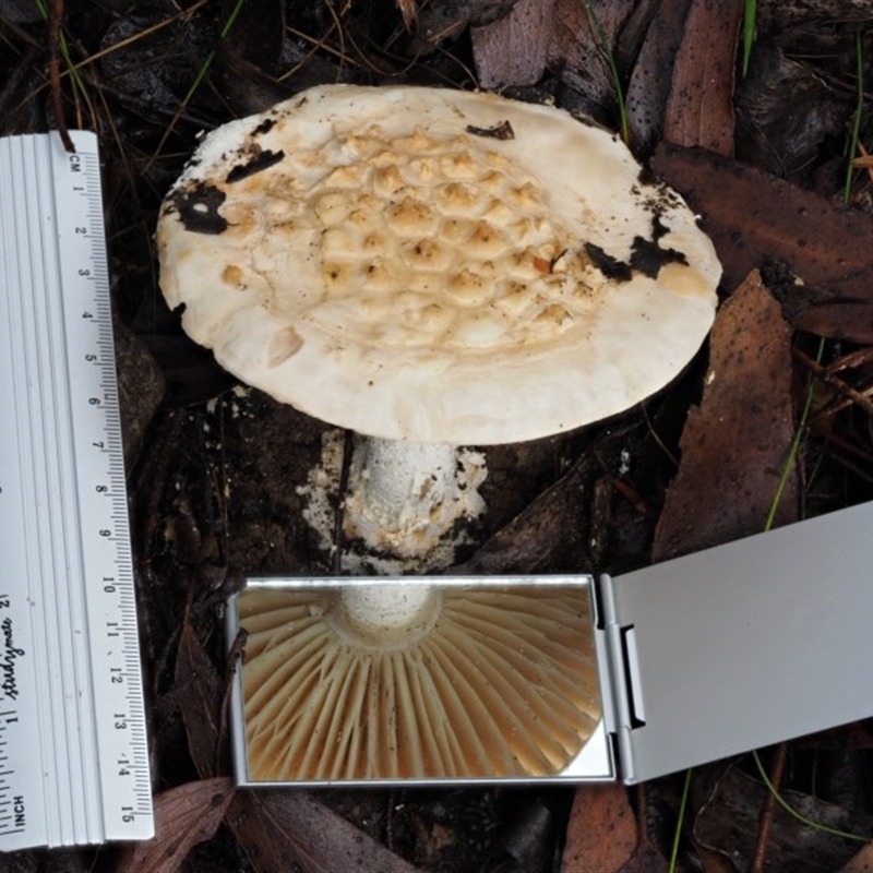 Amanita ochrophylla group