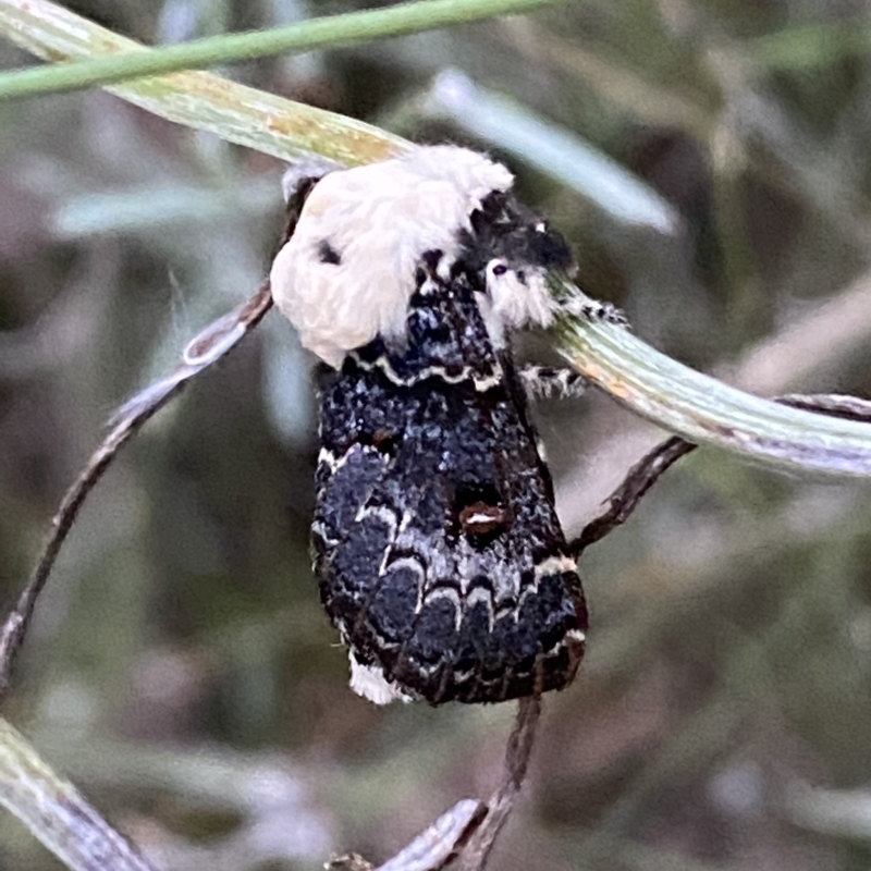 Female