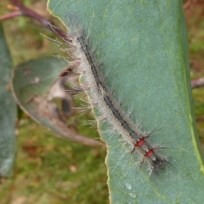 larva