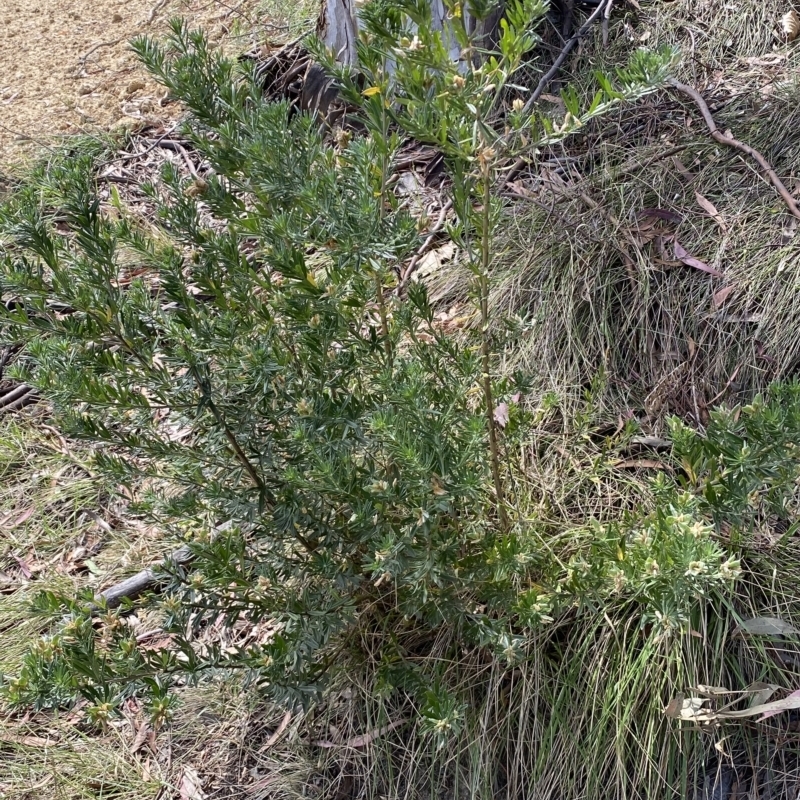 Genista linifolia