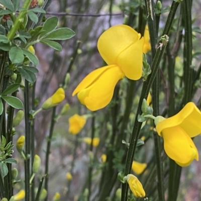 Genista monspessulana