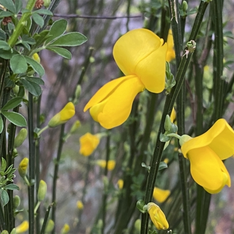 Genista monspessulana