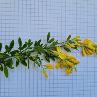 Genista stenopetala