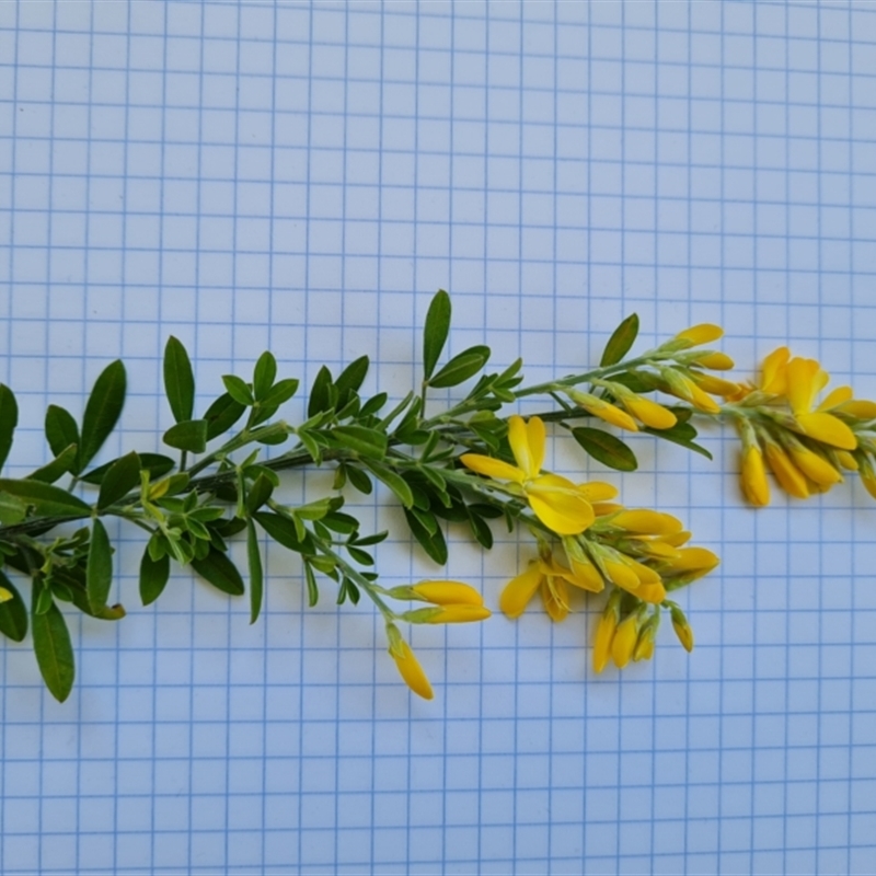 Genista stenopetala