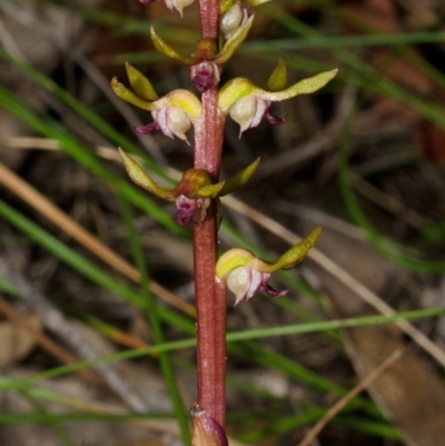 Genoplesium baueri