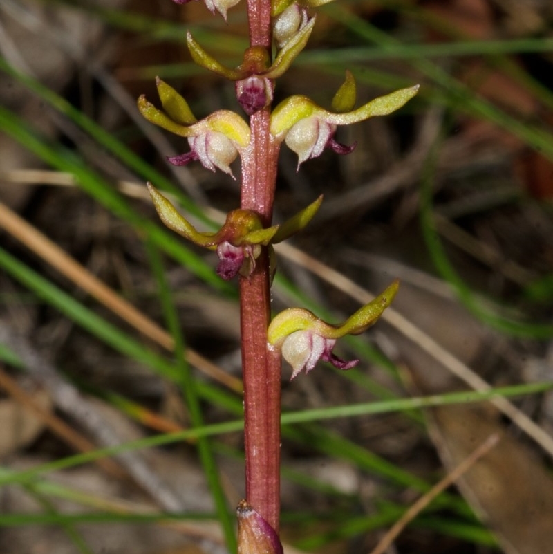 Genoplesium baueri