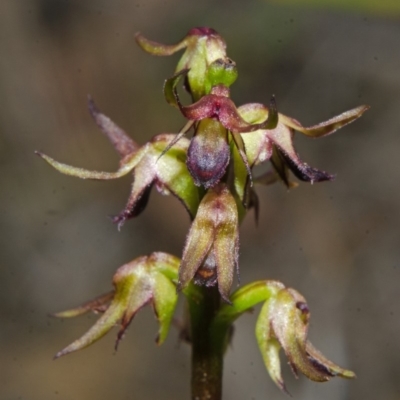 Corunastylis filiforme