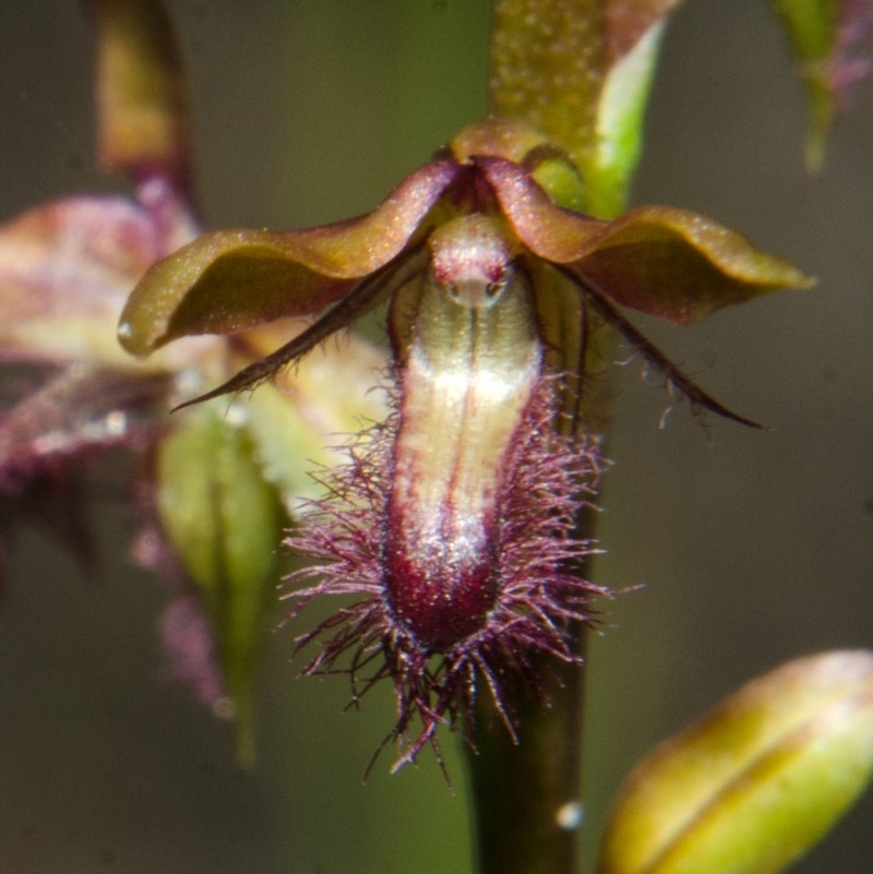 Corunastylis fimbriata