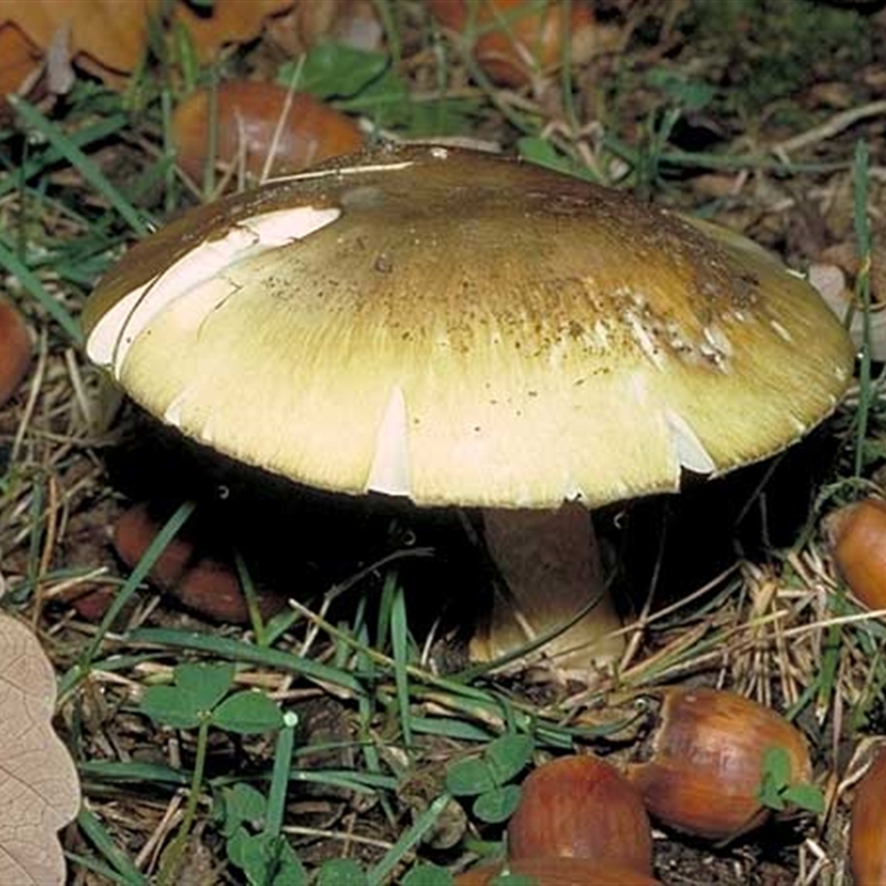 Amanita phalloides