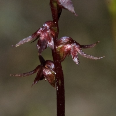 Corunastylis laminata