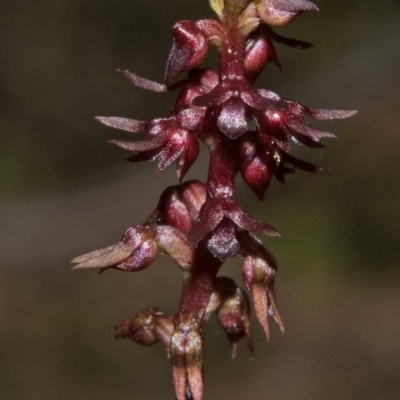 Corunastylis laminata