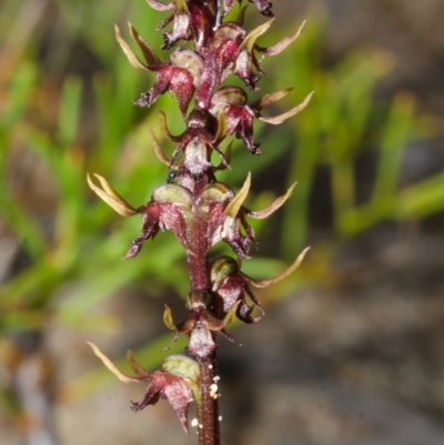 Corunastylis laminata