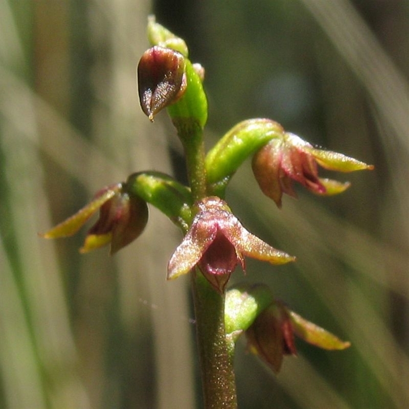 Corunastylis nuda