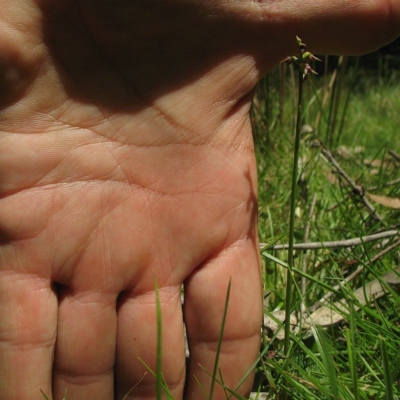 Corunastylis nuda