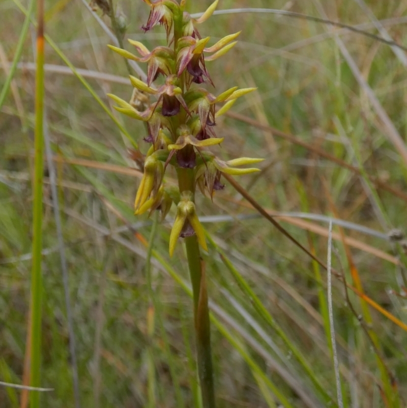 Corunastylis oligantha