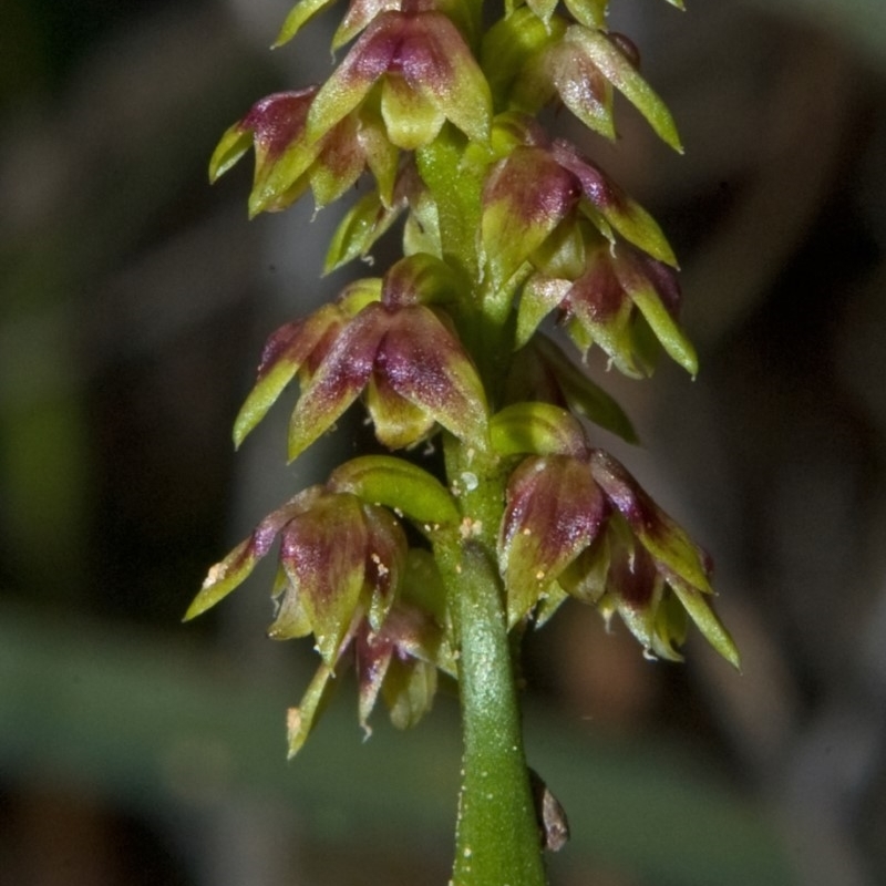 Corunastylis pumila