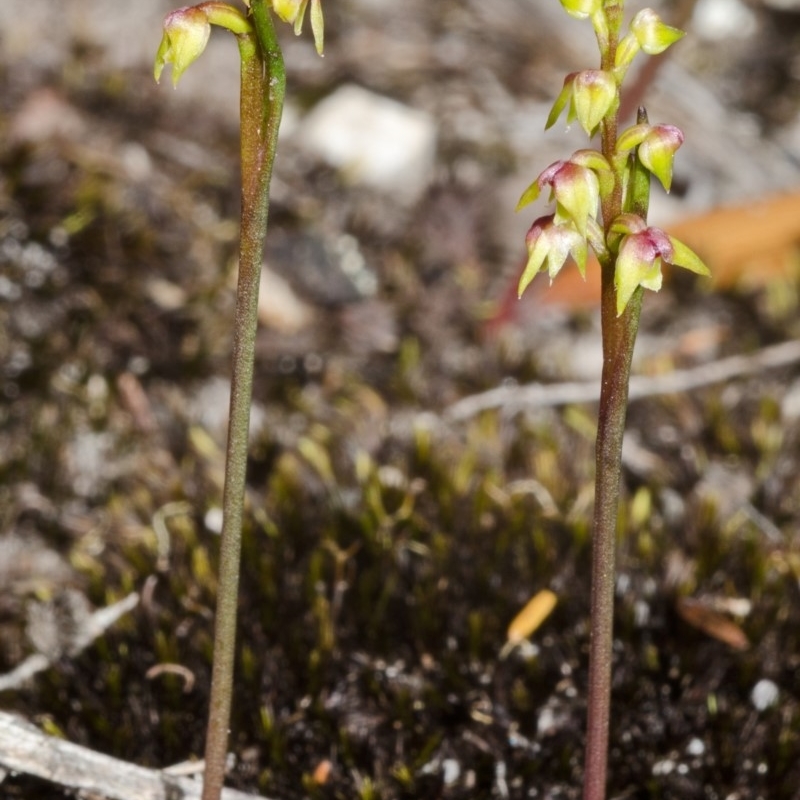 Corunastylis pumila