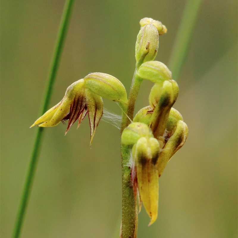 Corunastylis sagittifera