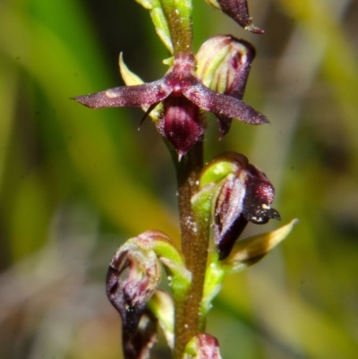 Genoplesium sp. aff. sagittiferum