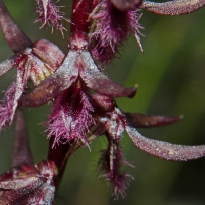 Corunastylis superba