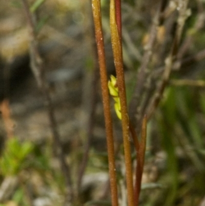 Corunastylis superba