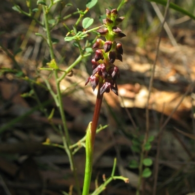 Corunastylis vernalis