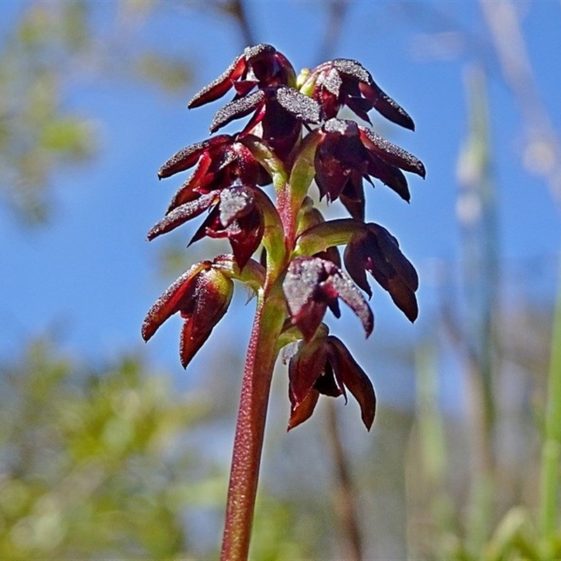 Corunastylis vernalis