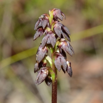 Corunastylis vernalis