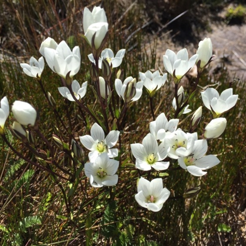 Gentianella muelleriana