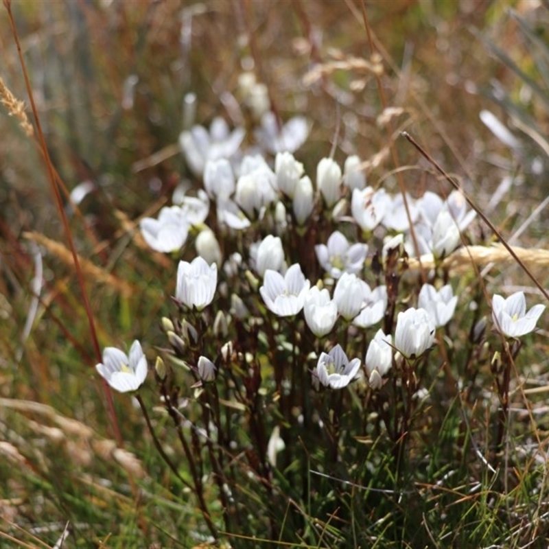 Gentianella muelleriana