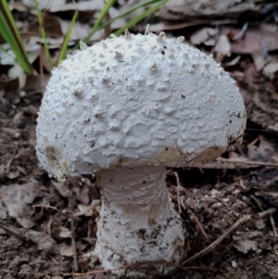 Amanita pyramidifera