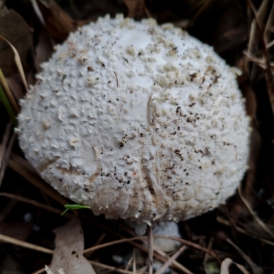 Amanita pyramidifera