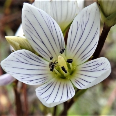 Gentianella muelleriana subsp. jingerensis