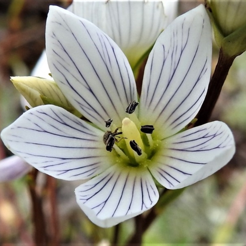 Gentianella muelleriana subsp. jingerensis