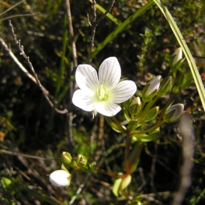 Gentianella muelleriana subsp. jingerensis