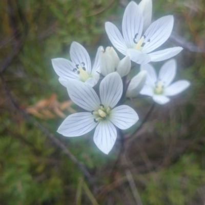 Gentianella polysperes