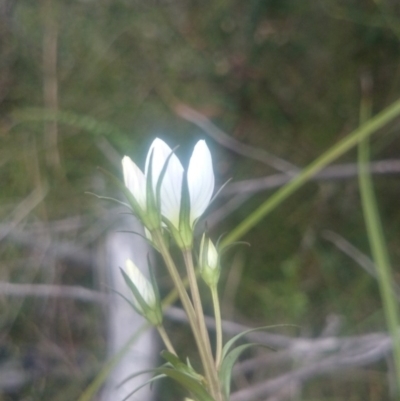 Gentianella polysperes