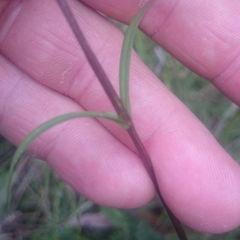 Gentianella polysperes