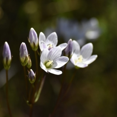 Gentianella sp.