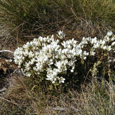 Gentianella sp.