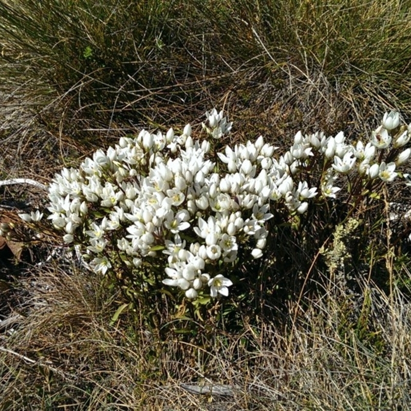 Gentianella sp.