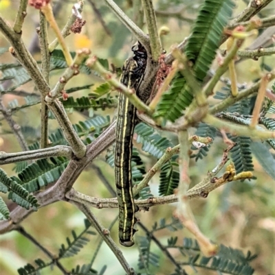 Geometridae (family) IMMATURE