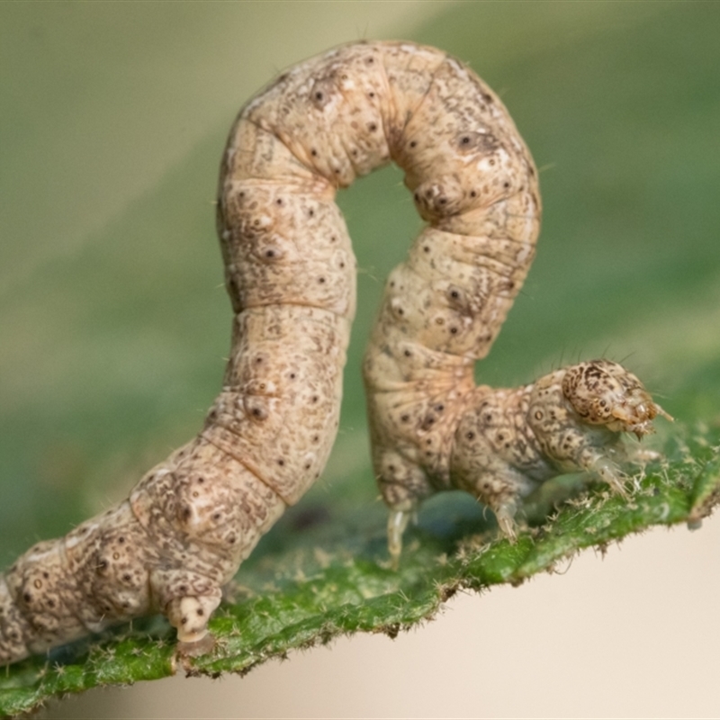 Geometridae (family) IMMATURE