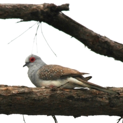 Geopelia cuneata