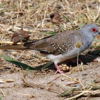 Geopelia cuneata