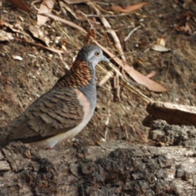 Geopelia humeralis