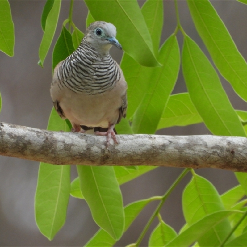 Geopelia placida