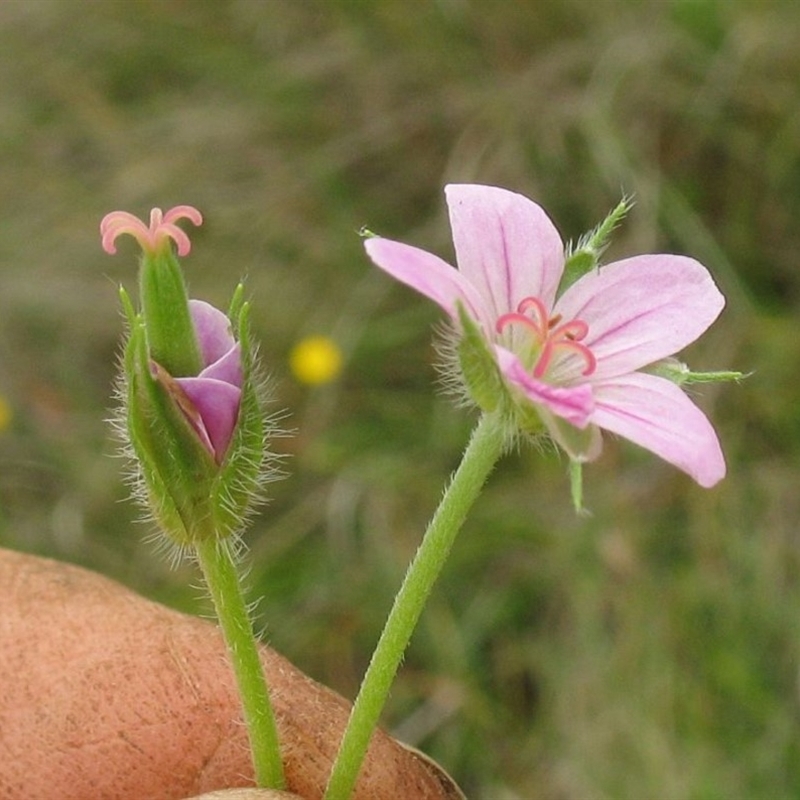 Geranium antrorsum