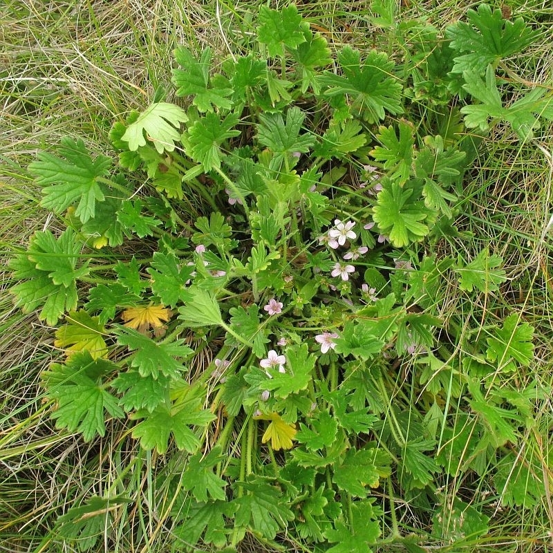 Geranium antrorsum